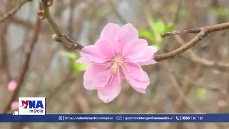 Đa dạng sản phẩm đào phai Đông Sơn phục vụ Tết