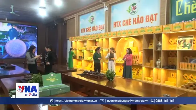 Chè Thái Nguyên được giá dịp Tết