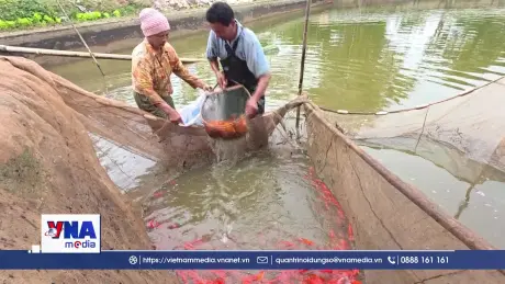Thủ phủ cá chép tại Ninh Bình rộn ràng vào vụ Tết ông Công ông Táo