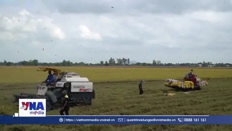 Gỡ khó để thực hiện Đề án 1 triệu ha lúa chất lượng cao