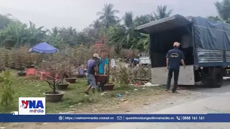 Vĩnh Long không quy định giấy xác nhận khi vận chuyển hoa, kiểng bán Tết