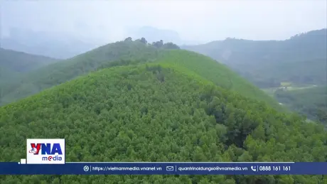 Khơi dậy tiềm năng phát triển rừng gỗ lớn tại Nghệ An