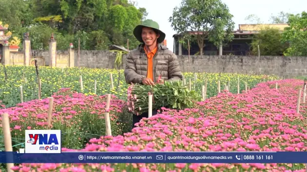 Thủ phủ hoa Lý Trạch của Quảng Trị tất bật vào vụ Tết