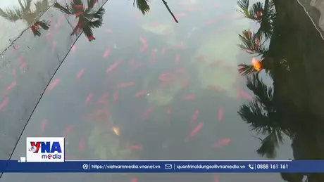 Làng cá chép đỏ Ninh Châu hối hả chuẩn bị ngày 23 tháng Chạp