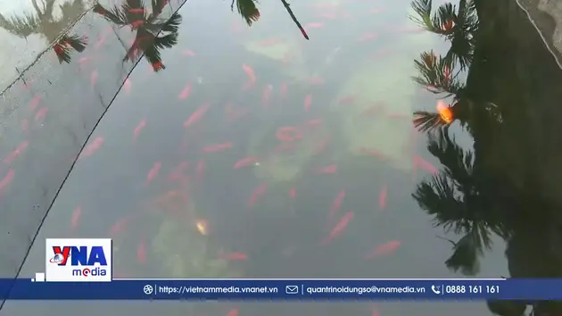 Làng cá chép đỏ Ninh Châu hối hả chuẩn bị ngày 23 tháng Chạp