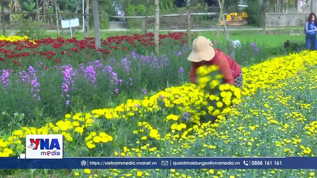 Vườn hoa Dương Nỗ rộn ràng ngày giáp Tết