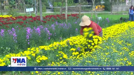 Vườn hoa Dương Nỗ rộn ràng ngày giáp Tết