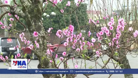 Lan tỏa hương xuân từ không khí chợ hoa Tết