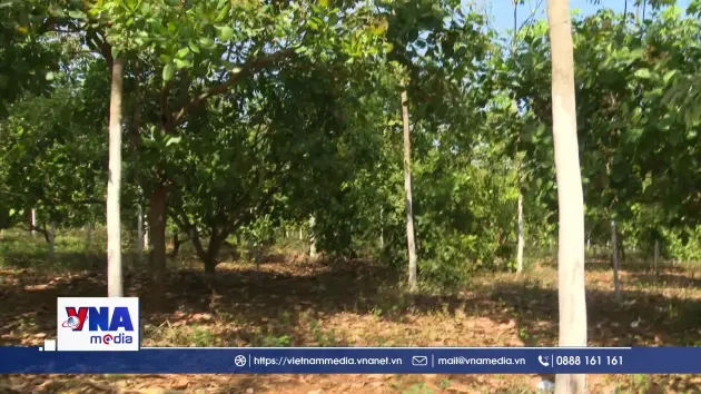 Người dân vùng biên phấn khởi đón Tết nhờ vốn tín dụng chính sách ưu đãi