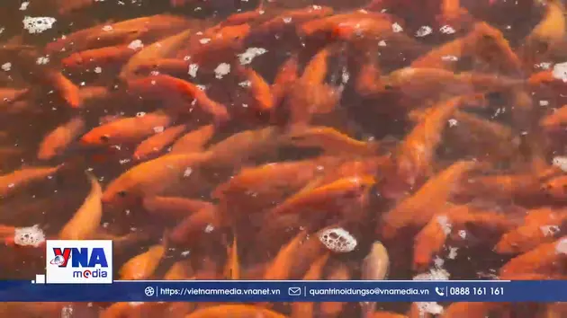 Thủ phủ cá chép đỏ ở Đồng Nai nhộn nhịp trước ngày Ông Táo