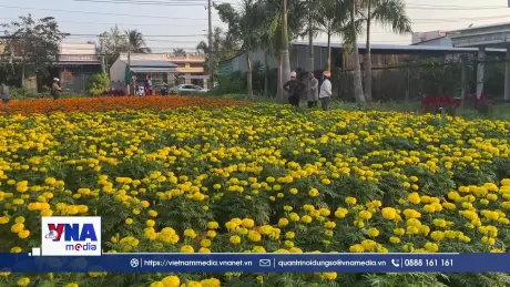 Làng nghề hoa cảnh ở Vĩnh Long hút hàng dịp Tết