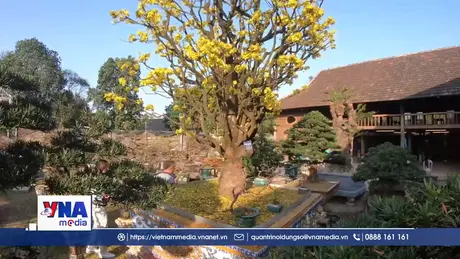 Hoàng mai Huế – từ thú chơi hoàng cung đến ngành kinh tế tạo xu hướng