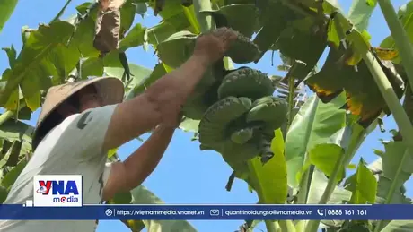 Chuối dáng bàn tay Phật hút hàng dịp Tết