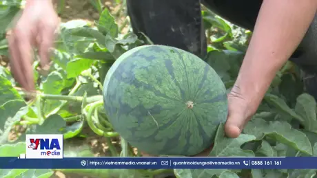 Người trồng dưa ở Gia Lai kỳ vọng vào một mùa vụ bội thu
