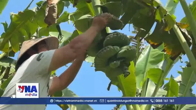 Chuối dáng bàn tay Phật hút hàng dịp Tết