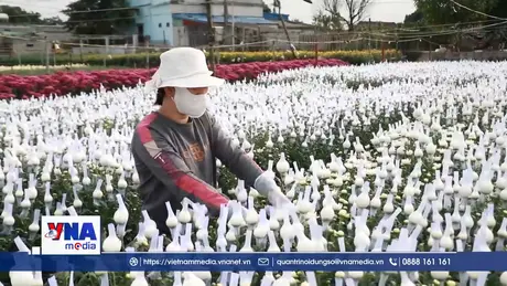 Làng hoa Thiên Trường rực rỡ vụ Tết