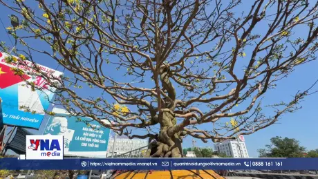 Cây mai 100 tuổi trị giá 3,7 tỷ đồng “gây sốt” tại An Giang