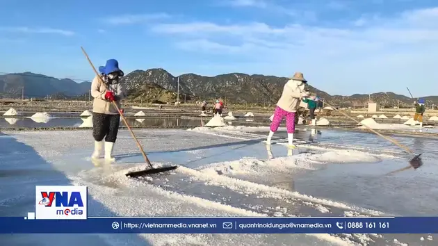 Diêm dân Khánh Hoà kỳ vọng vụ muối mới được mùa, được giá cao