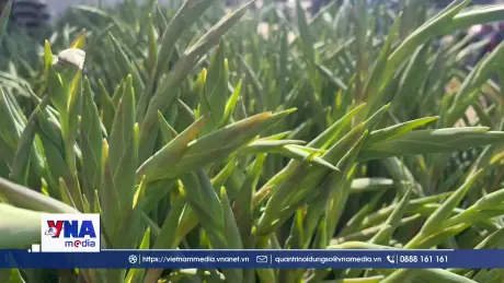 Làng hoa lay ơn lớn nhất Lâm Đồng bội thu vụ Tết