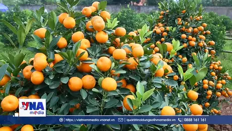 Thủ phủ quất Ninh Bình nhộn nhịp những ngày cận Tết