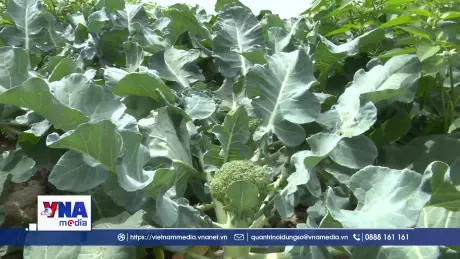 “Vựa rau” lớn của tỉnh Quảng Trị được mùa nhưng mất giá