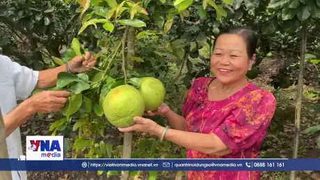 Nông dân Vĩnh Long được mùa, được giá vụ bưởi Tết