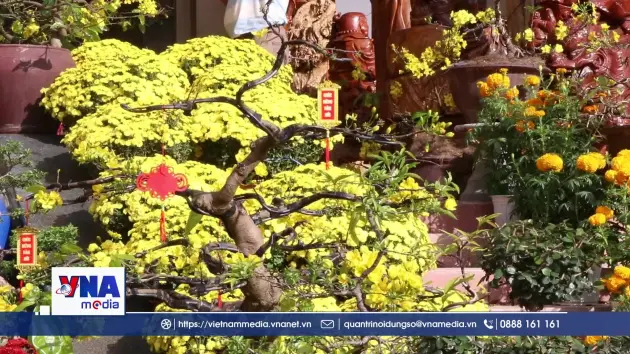 Rực rỡ sắc hoa Tết Huế