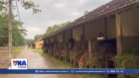 Xuân Bính Ngọ 2026: Chuyện những con ngựa cống hiến cho y học