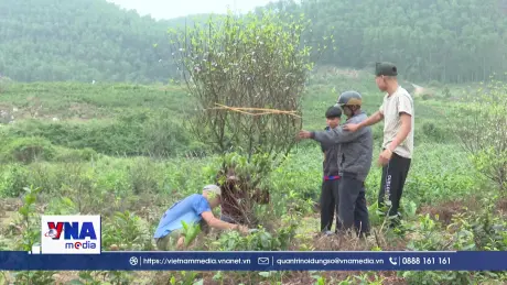 Hà Tĩnh: Nghề trồng đào, trồng hoa Toàn Lưu vào vụ Tết