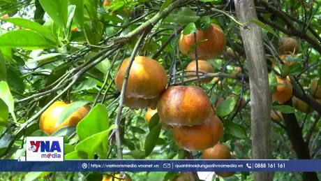 Quýt hồng Đồng Tháp vào vụ Tết