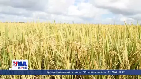 Việt Nam hỗ trợ Cuba đảm bảo an nình lương thực