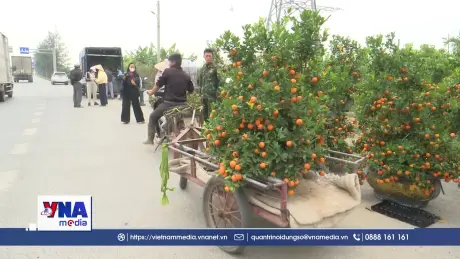 Vùng quất cảnh Thanh Hà “hút” khách ngày Tết