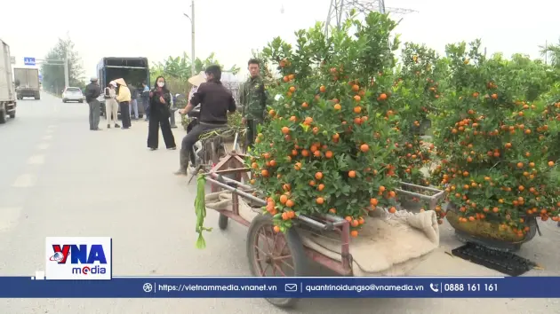 Vùng quất cảnh Thanh Hà “hút” khách ngày Tết