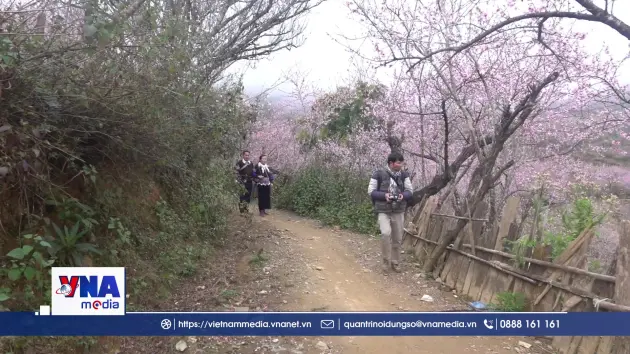 Rực rỡ sắc đào Lùng Cúng ở núi rừng Tây Bắc