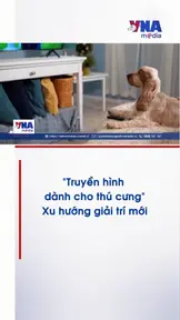 Truyền hình dành cho thú cưng – Xu hướng giải trí mới