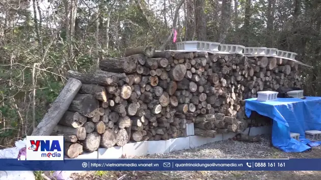 Câu chuyện phục hồi Satoyama ở Nhật Bản