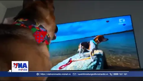 Truyền hình dành cho thú cưng – Xu hướng giải trí mới