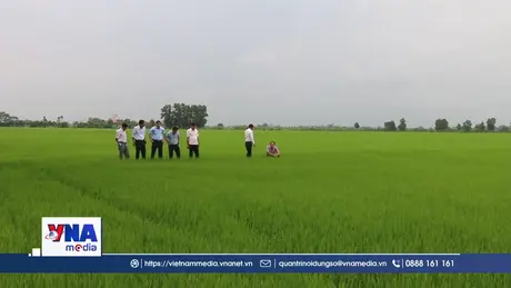 Nông dân An Giang chủ động bảo vệ vụ Đông Xuân trong dịp Tết