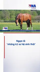 Ngựa là “những kỹ sư hệ sinh thái”