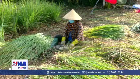 Xuân mới trên Cù lao Tân Phú Đông, Đồng Tháp