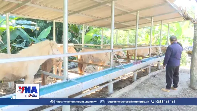 Chuyện nuôi ngựa thoát nghèo ở vùng biên Lạng Sơn