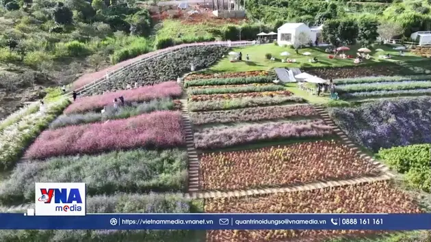 Khu du lịch quốc gia Mộc Châu đón trên 100.000 lượt khách dịp Tết