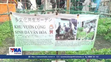 Những luống rau nối nhịp cầu văn hóa Nhật-Việt