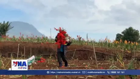 Hàng chục hecta Lay ơn ở Lâm Đồng thiệt hại do nở muộn, rớt giá