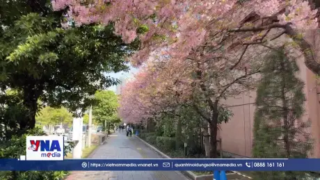 Hoa anh đào Kawazu khoe sắc tại Nhật Bản