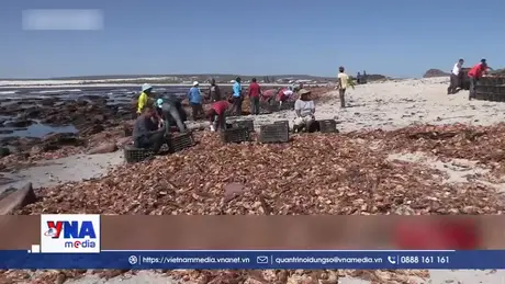 Thủy triều đỏ ở Nam Phi gây hại cho nhiều sinh vật biển