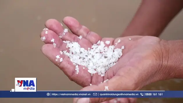 Mưa trái mùa gây thiệt hại nặng cho diêm dân Cà Mau