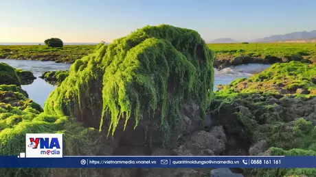 Trải nghiệm vẻ đẹp cánh đồng rong biển ở Khánh Hòa