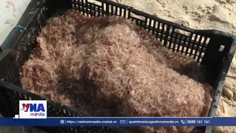 Ngư dân Quảng Trị trúng lộc biển đầu năm