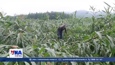 Quảng Trị: Tập trung khắc phục hậu quả trận lốc xoáy